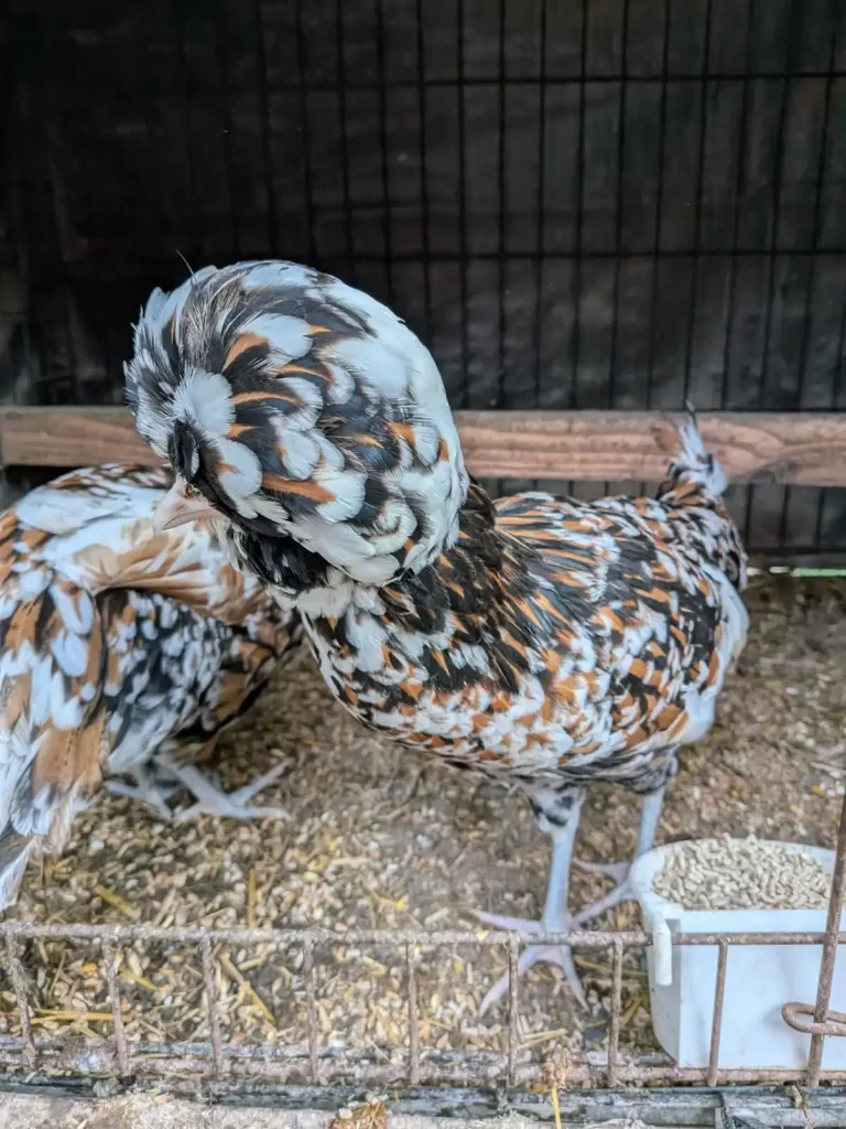 Hens and poultry care